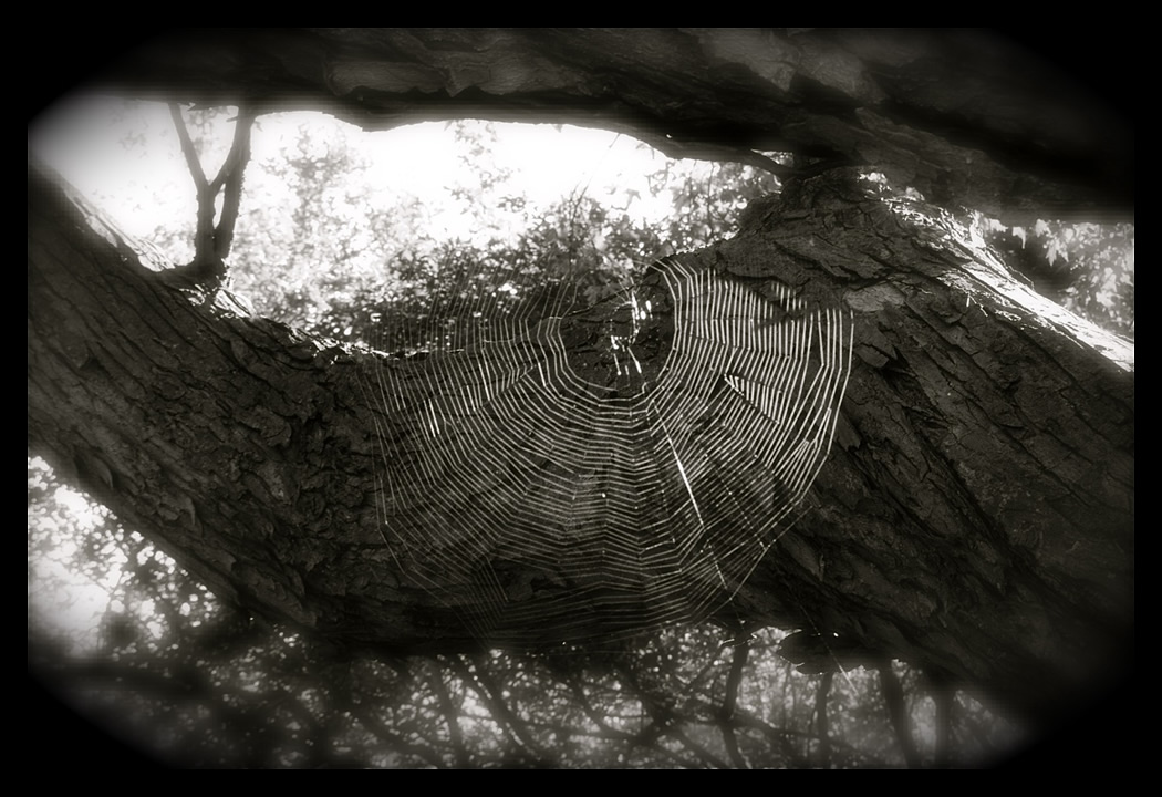 Spider web in tree